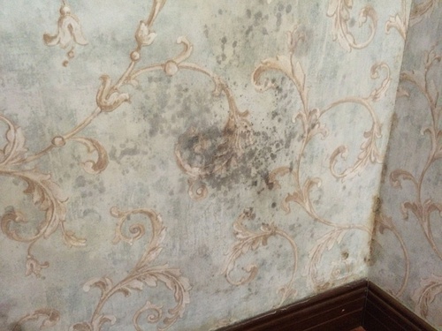 墻紙發(fā)霉和常見(jiàn)問(wèn)題解決辦法匯總