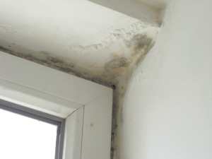 假期歸來 墻壁發霉4招搞定!